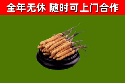 白城回收冬虫夏草